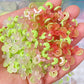 [NY12] Green Flower / Bulk Orders Available / Luminous + UV / Color Changes with UV Light / Wide Variety / DIY / Nail Art / Decorative Parts 